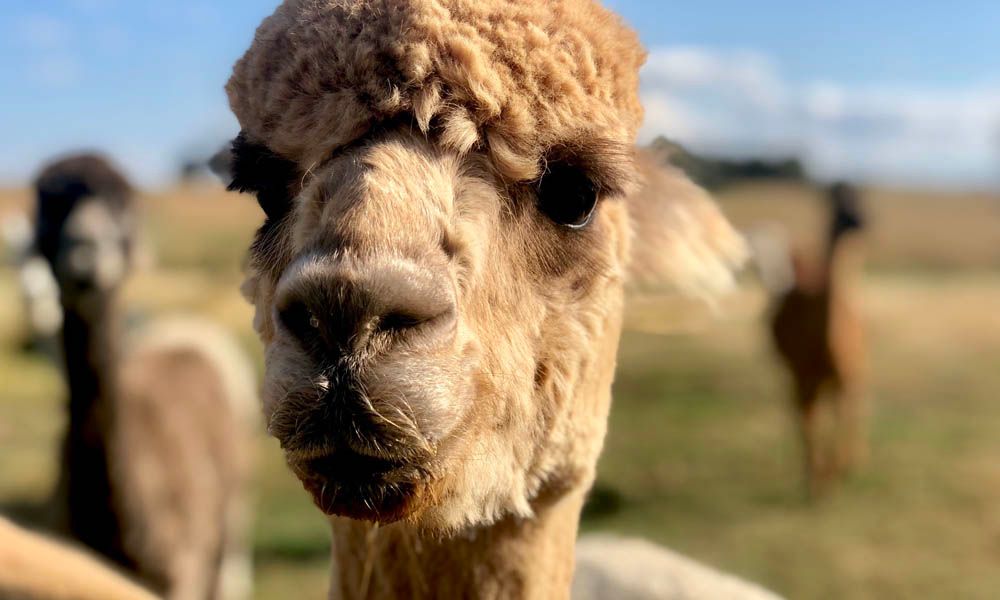 Fun family activities in Canberra with kids: Brunch with Alpacas and Llamas @ Blackwattle Alpaca Farm.