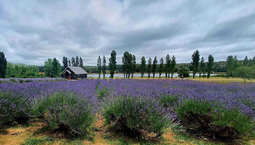 Beautiful lavender farm in Daylesford.