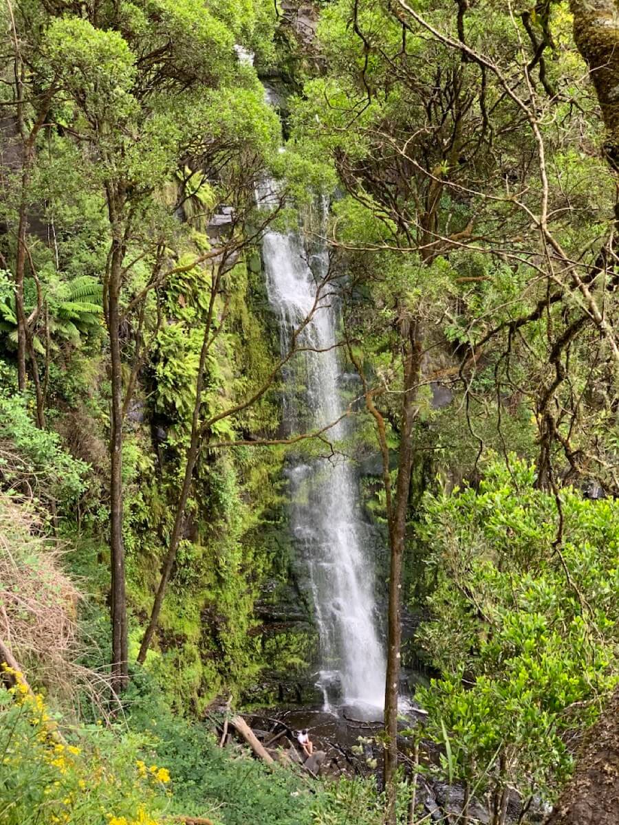Erskine Falls is a stunning 49 - 57 m waterfall near Melbourne.