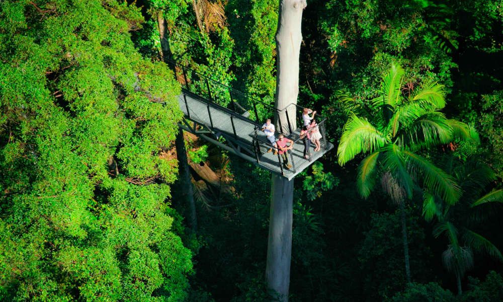 Brisbane family activities: The Tamborine Rainforest Skywalk to enjoy breathtaking views of the forest greenery.