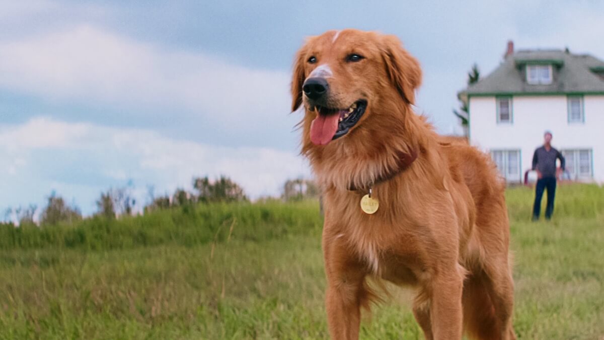 One of good movies for 10 year olds on Netflix: A Dog’s Purpose (2017).