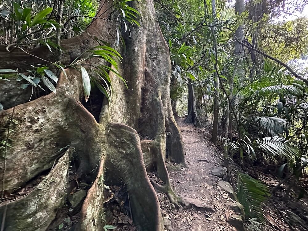 Ancient trees along the Purling Brook Falls walking track.