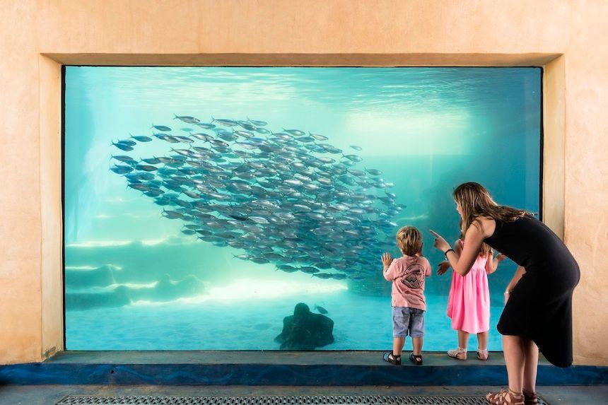 Fun Perth activities for kids: Aquarium of Western Australia.