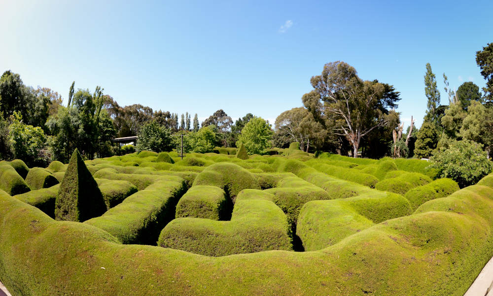 Ashcombe Maze And Lavender Gardens on the Mornington Peninsula.