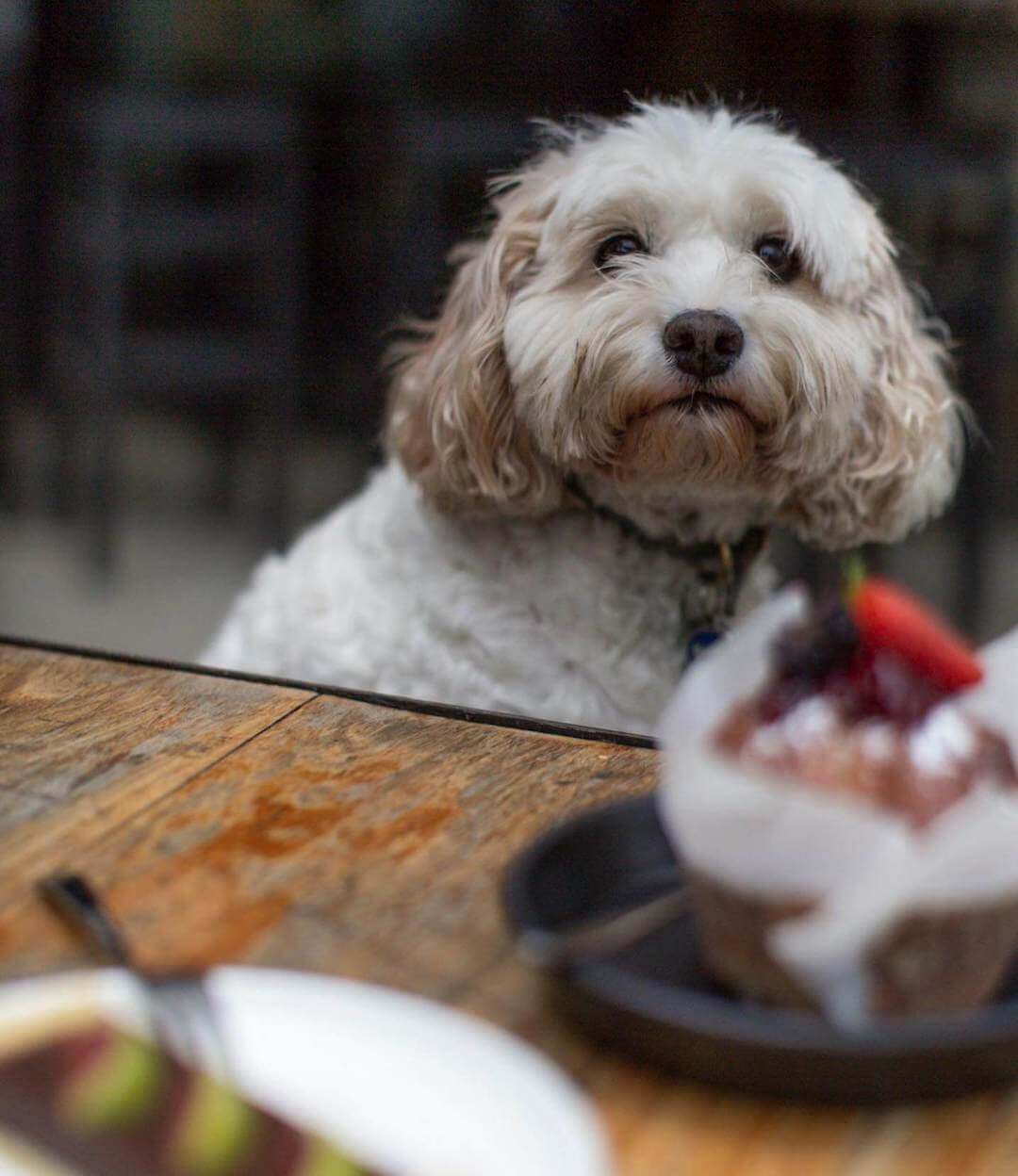 Ladygreen Brighton is a fabulous cafe for dog owners to enjoy amazing Melbourne breakfast, best brunch in Melbourne, lunch options and more.
