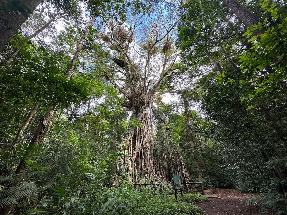 Impressive Cathedral Fig Tree, one of the oldest trees in Australia.