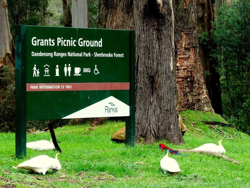 Grants Picnic Ground is a popular picnic and BBQ area for families in Dandenong Ranges National Park.
