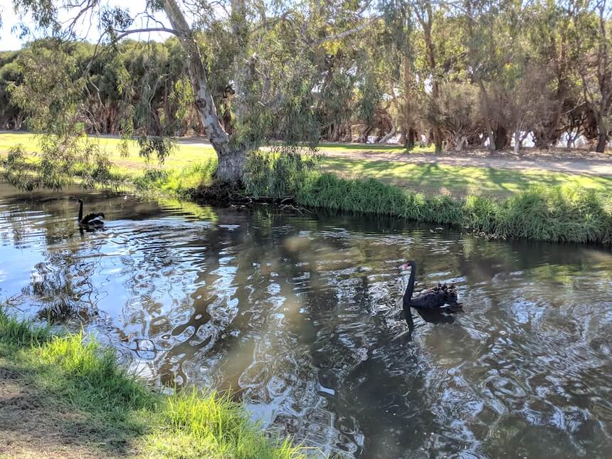 Free things to do in Perth school holidays: take on a walk around Herdsman Lake Regional Park to discover a black swan.