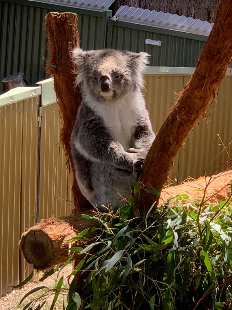 Koala at Ballarat Wildlife Park.