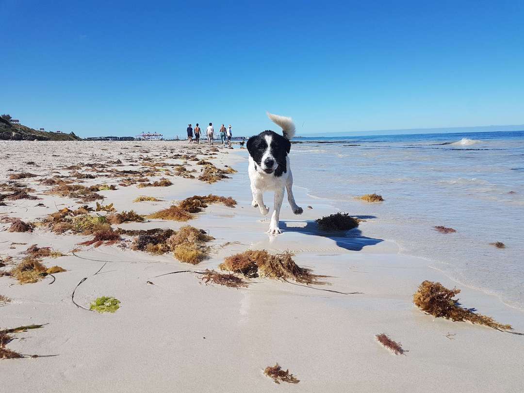 Leighton Beach is perfect for off-leash dog walks (Perth, Western Australia).