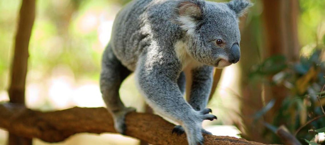 Family activities Brisbane has: See koalas up close @ Lone Pine Koala Sanctuary.