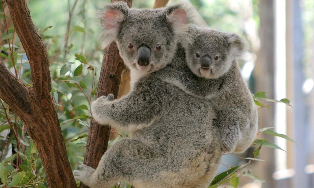 Fun family activities in Brisbane: Koalas up close @ Lone Pine Koala Sanctuary.