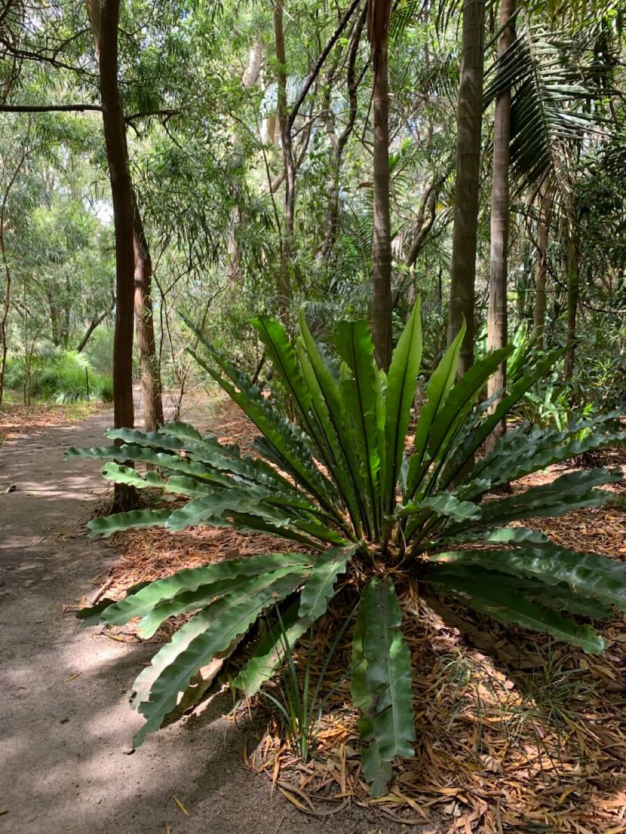 Rainforest walking paths at Maranoa Gardens in Balwyn.