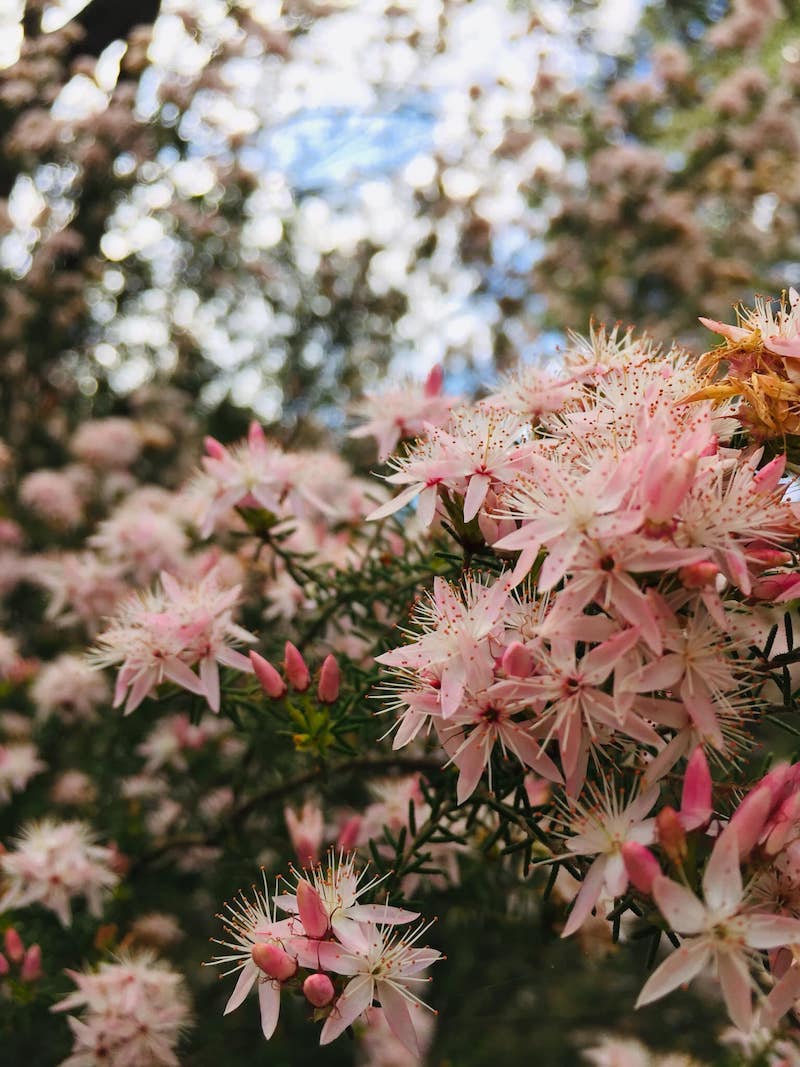 One of the best botanical gardens in Melbourne: Maranoa Gardens in Balwyn.