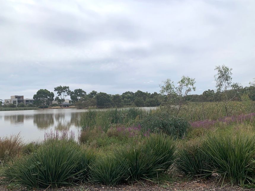 Melton Botanic Garden, a lovely picnic ground near Melbourne with lovely lake walk paths and beautiful native plants and flowers.