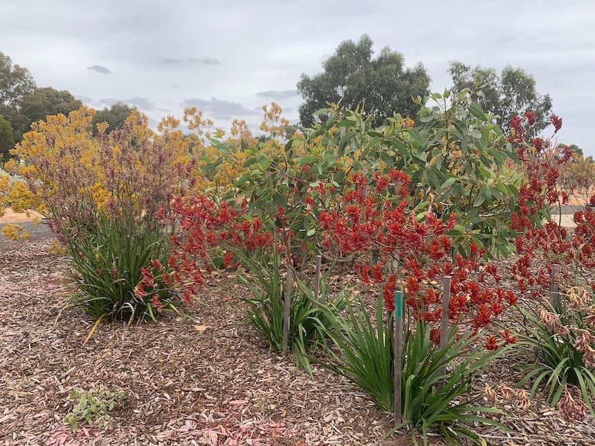 Beautiful collection of Indigenous plants at Melton Botanic Garden.