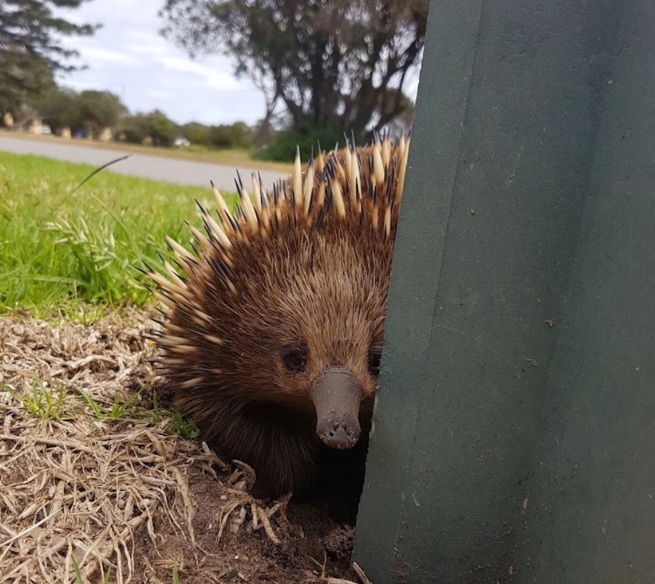 Adorable echidna found at the Quarantine Station. Keep your eyes out for more Australian animals at Point Nepean National Park in Mornington Peninsula.