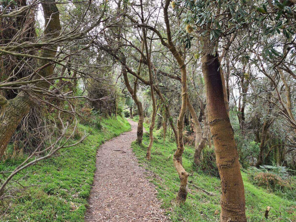Two Bays walking trail through the eucalyptus forest. Image source: PhilMalone.
