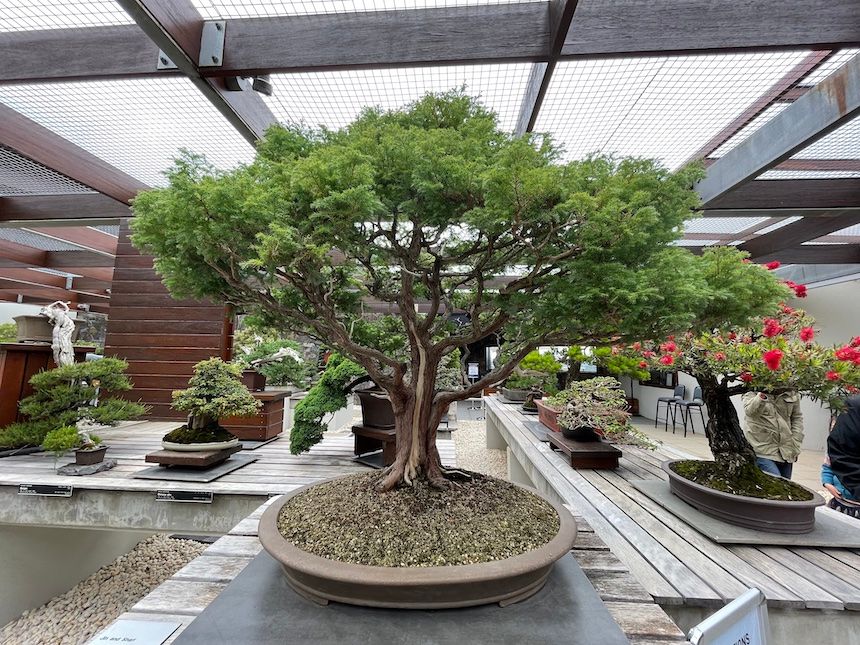 Free indoor activities Canberra: The National Bonsai and Penjing Collection at National Arboretum Canberra.