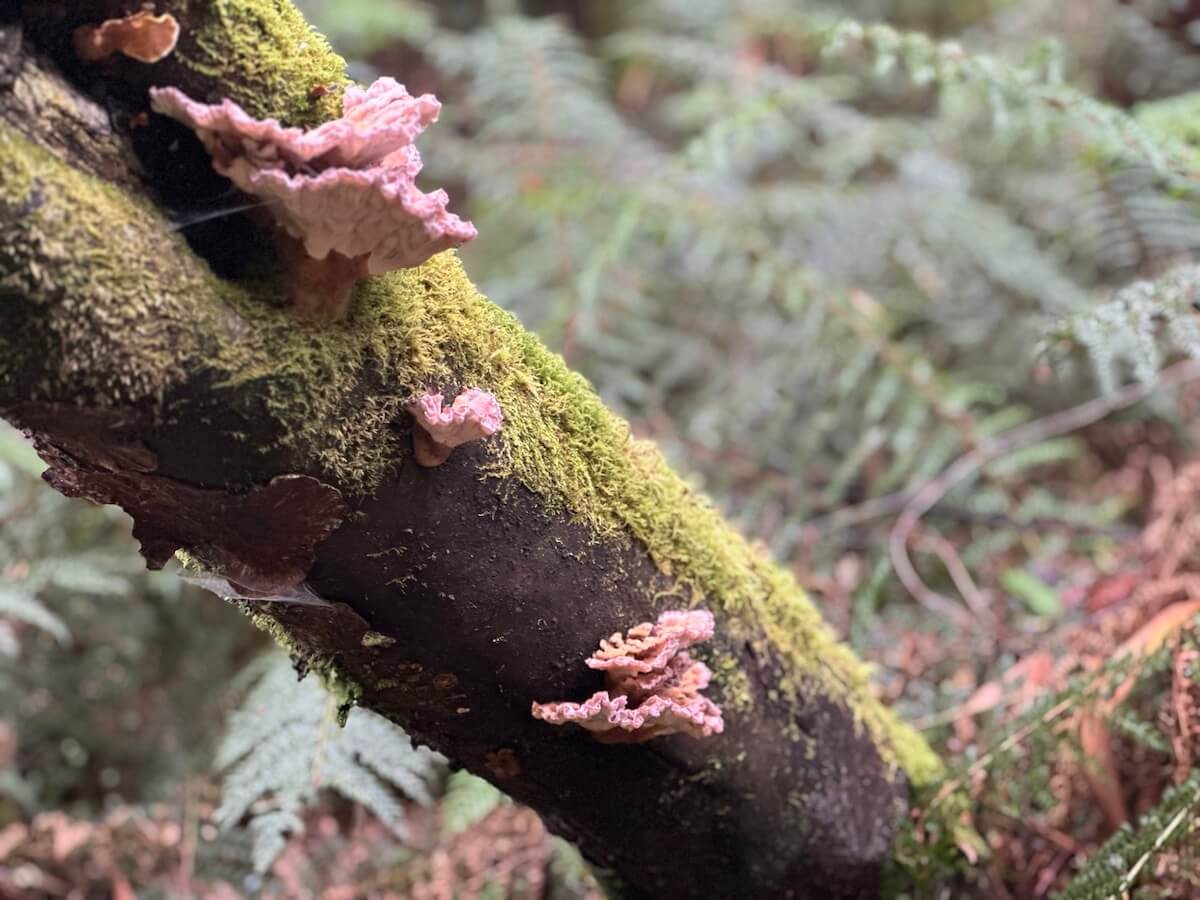 There's so much to spot and learn along the Three Falls Circuit walk: local wildlife, birds, massive rocks, trees, native plants and flowers.