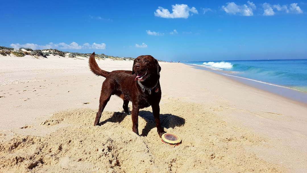 Peasholm Beach is the perfect dog-friendly beach in Perth.