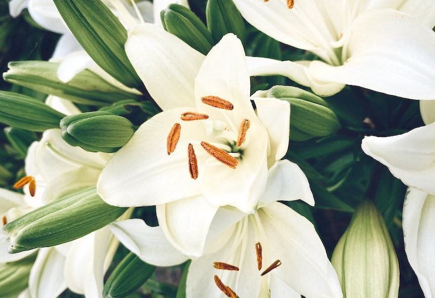 This is what Easter lilies look like.
