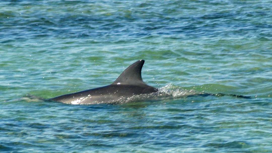 A dolphin was spotted at Point Peron beach in Perth.