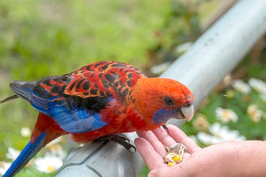 Kids will be super excited to hand-feed colourful parrots on a day trip to Queen Mary Falls.