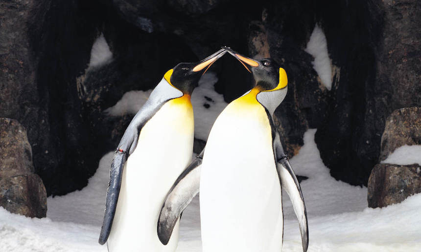 See the world's largest sub-Antarctic penguins colony at SEA LIFE Kelly Tarltons Aquarium.