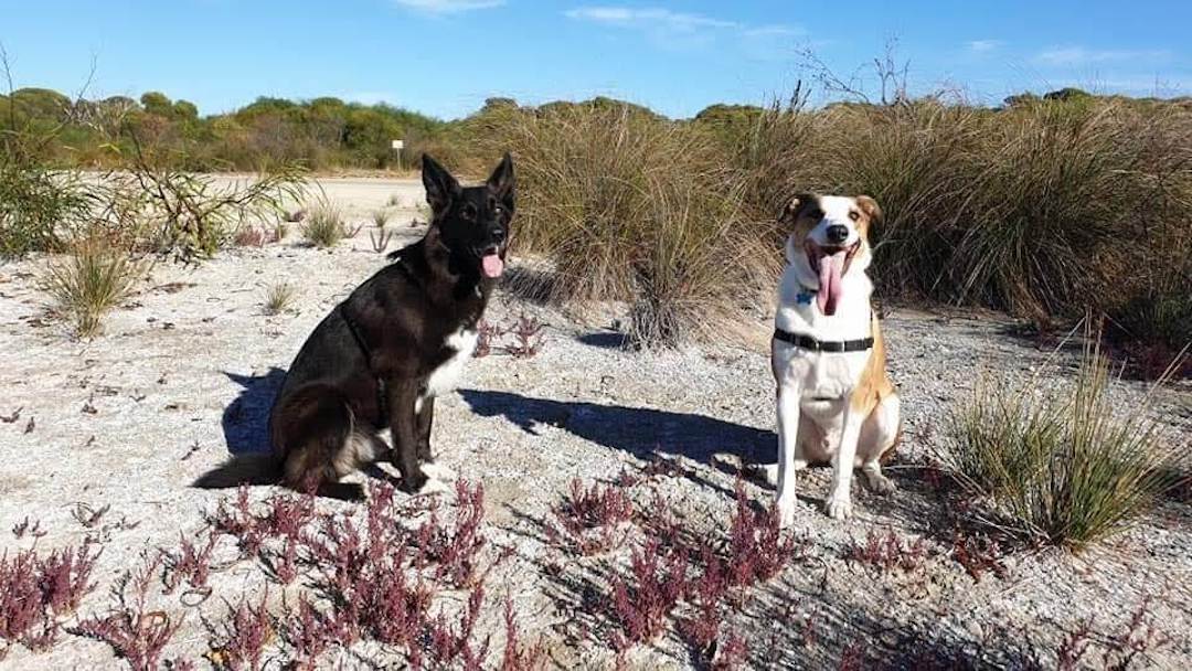 South Beach is one of the nicest beaches in Perth and one of the favourite dog-friendly walks Perth has to offer.