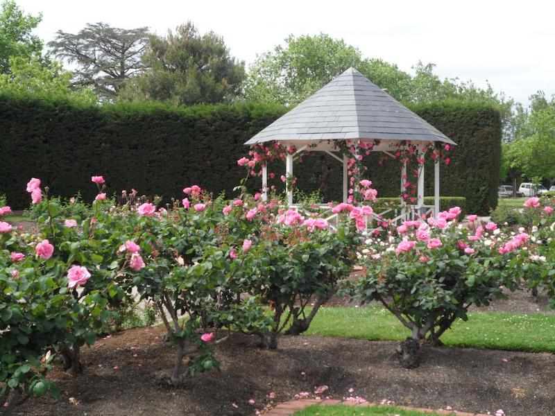 St Kilda Botanical Gardens, Rose Garden.