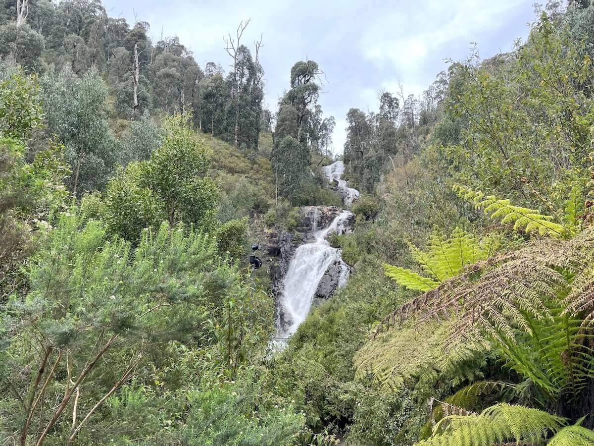Steavenson Falls in Victoria is one of the tallest waterfalls that reaches 55 - 110 m in height.