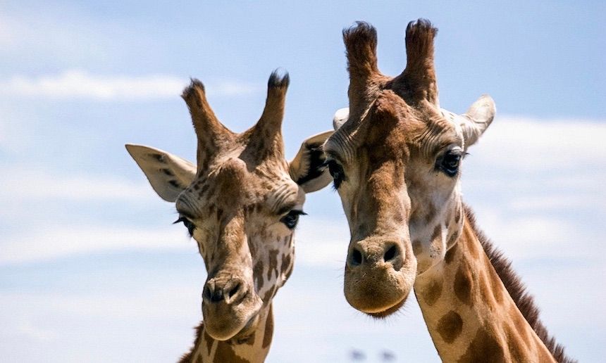 Things to do in Sydney for families: see giraffes and other animals at Taronga Zoo Sydney with the Taronga Zoo & Return Sydney Ferry combo pass.