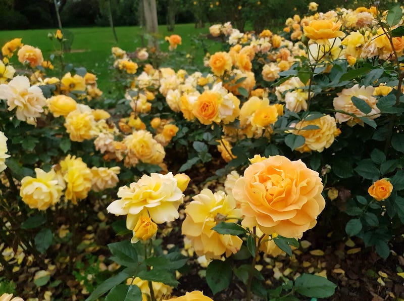 Stunning roses at Victoria State Rose Garden.