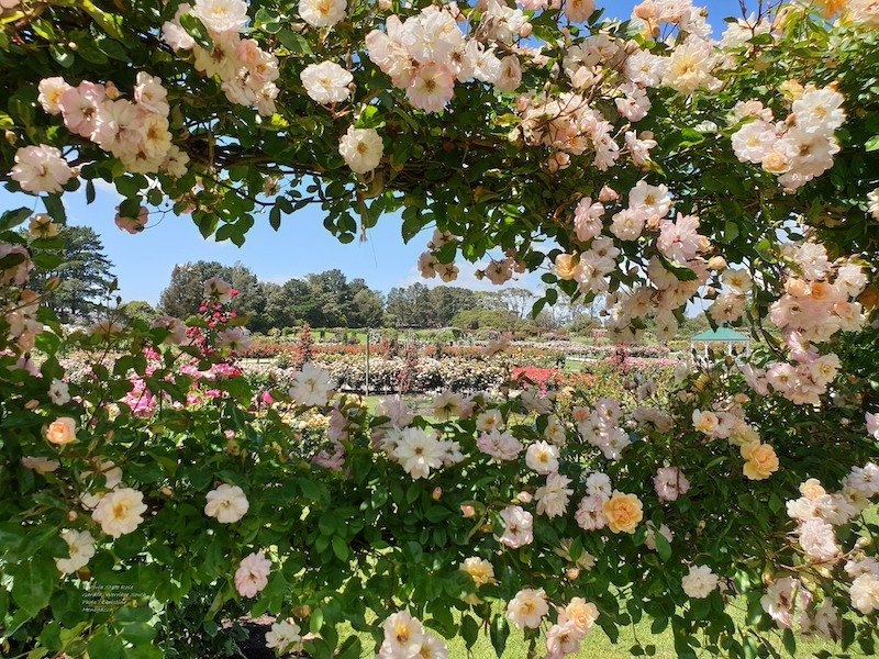 Stunning roses at Victoria State Rose Garden.