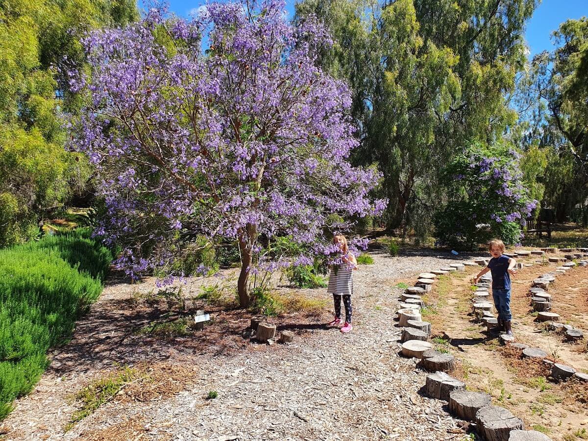 What to do in Adelaide with kids: Waite Arboretum, a hidden gem & one of the best picnic spots in Adelaide.