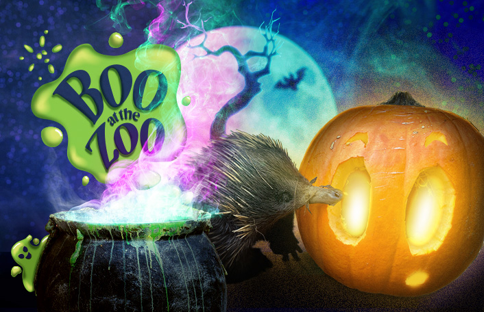 Family events Adelaide October 2026: Boo at the Zoo