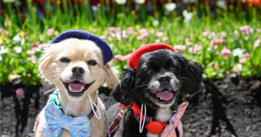 What's on in Canberra for families: Dogs’ Day Out at Floriade