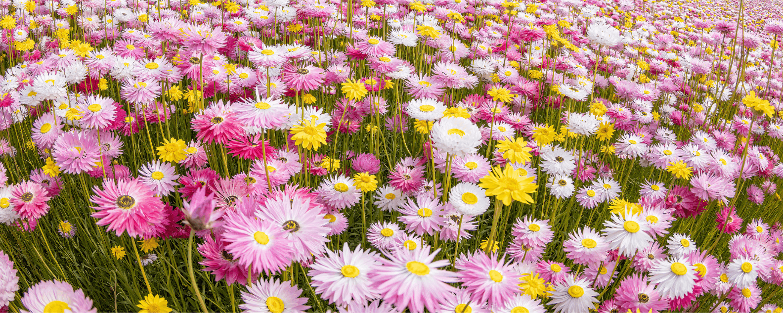 What's on in Sydney for families: Paper Daisy Spring Festival